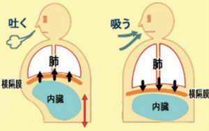 横隔膜　画像